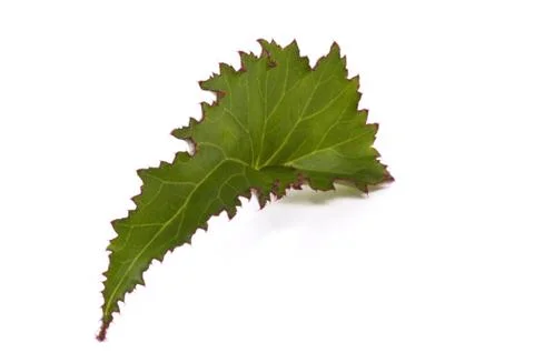 Begonia leaf Stock Photos