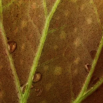 Begonia leaf Stock Photos