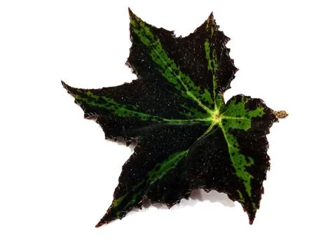 Begonia leaf Stock-Fotos