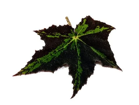 Begonia leaf Stock-Fotos
