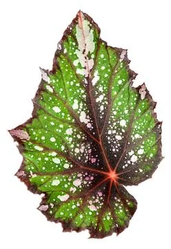 Begonia leaf vertically Stock Photos