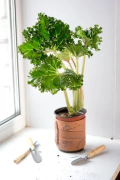 Begonia lettuce leaf Stock Photos