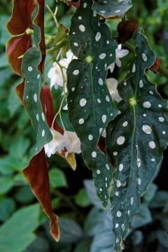 Begonia Maculata Stock-Fotos