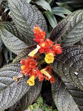 Begonia orange 스톡 사진