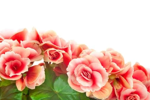 Begonia Stock Photos