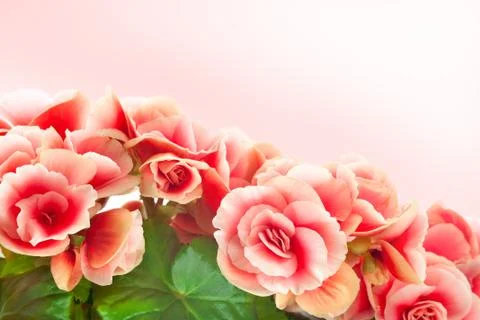 Begonia 스톡 사진