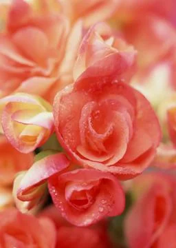 Begonia Stock Photos