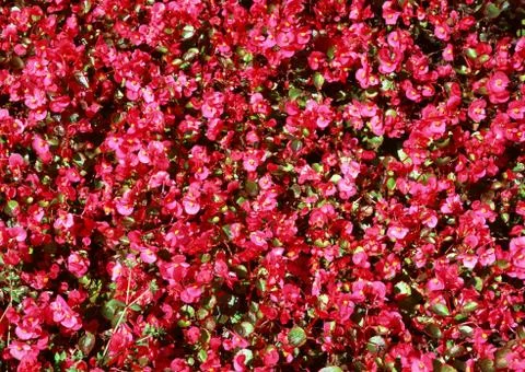 Begonia Stock Photos