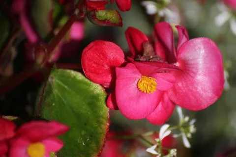 Begonia Stock Photos