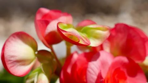 Begonia Stock Photos