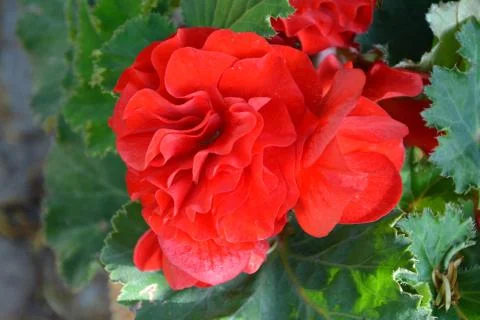 Begonia.  Foto stock