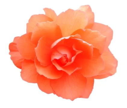 Begonia Stock Photos