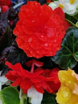 Begonia Stock Photos