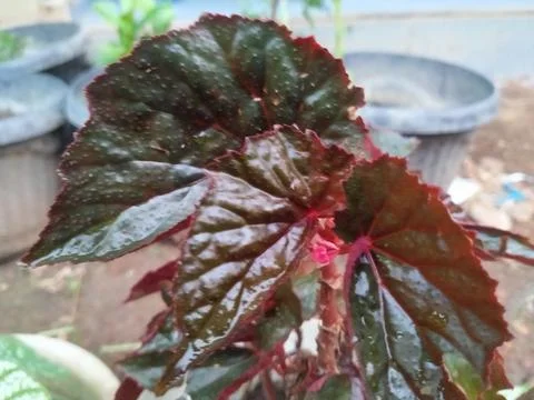 Begonia Stock-Fotos