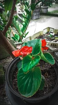 Begonia Stock Photos