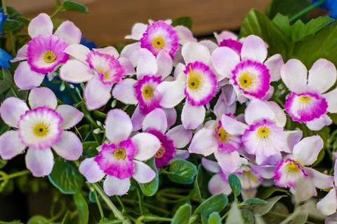 Begonia Foto stock