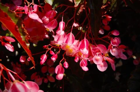 Begonia Stock Photos