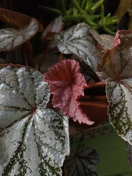 Begonia Stock Photos