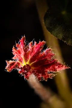 Begonia Fotos de archivo