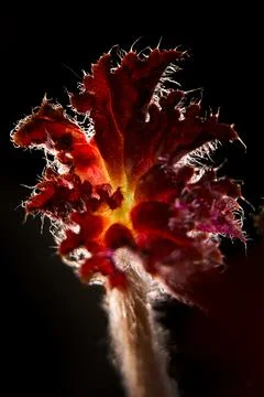 Begonia Fotos de archivo