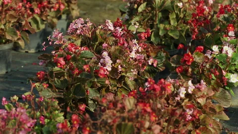 BEGONIA PLANT Stock Footage 306692813