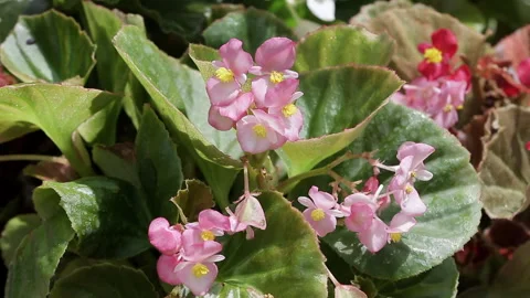 BEGONIA PLANT Stock Footage 306692825