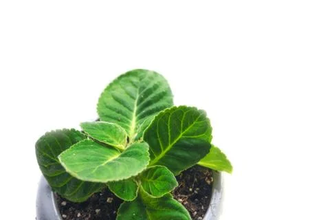 Begonia pot isolate window flower green white Stock Photos