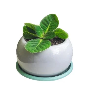 Begonia pot isolate window flower green white Stock Photos