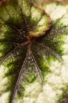 Begonia Rex (Silver Circle) Stock Photos