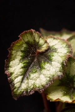 Begonia Rex (Silver Circle) Stock Photos