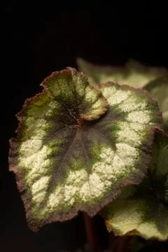 Begonia Rex (Silver Circle) Stock Photos
