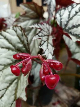 Begonia Rex Silver Stock Photos