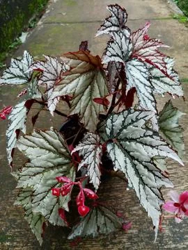Begonia Rex Silver Foto stock
