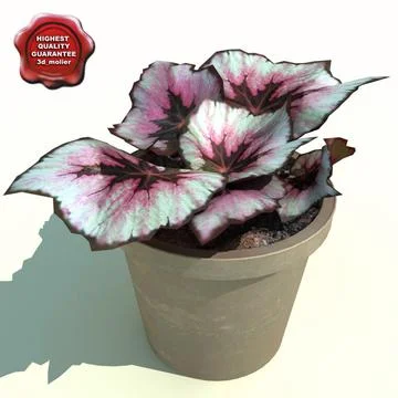 Begonia rex yuletide 3D Model