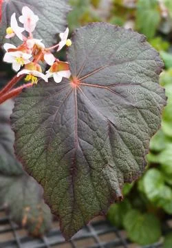 Begonia Robusta leaf with dark textured surface, red veins, and contrasting.. Stock Photos