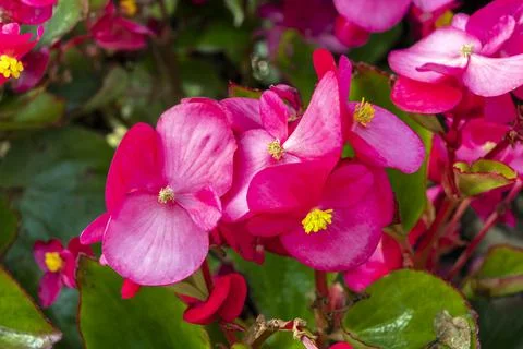Begonia semperflorens Фото