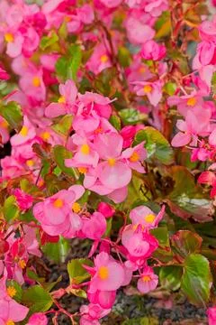 Begonia semperflorens. Foto stock