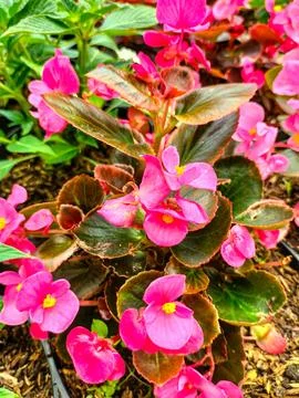 Begonia semperflorens Stock Photos