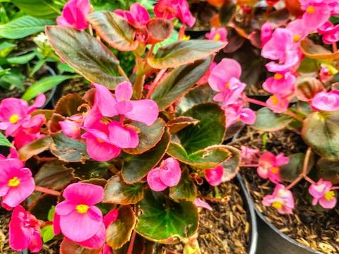 Begonia semperflorens Stock Photos