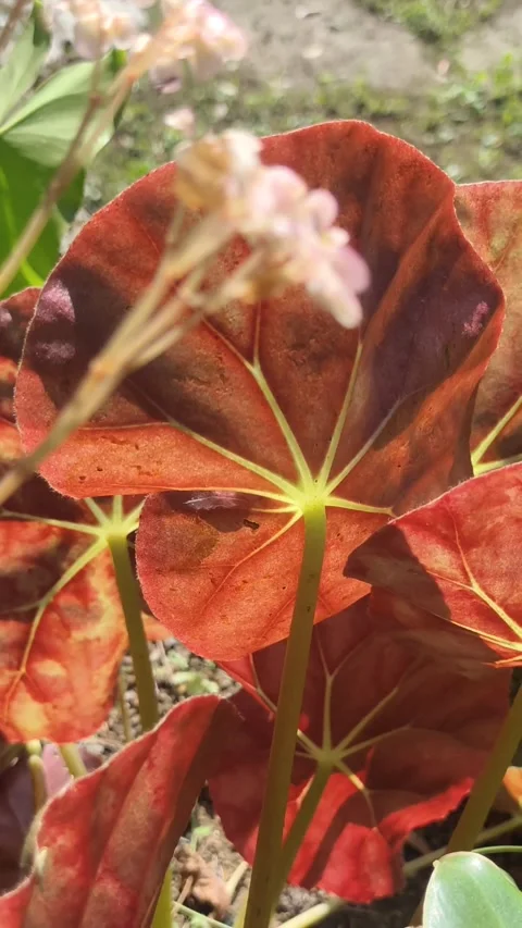 Begonia with a sunlight 스톡 동영상 283941126
