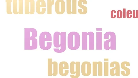 Begonia Wordcloud Animated On White Background Stock Footage 103655611