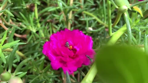 Behavior of bee honey and black ant on flower Stock Footage 157622643