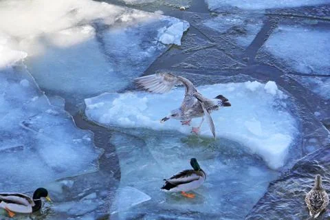 Behavior of birds when receiving feed Stock Photos