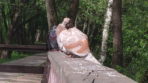 The behavior of a cool interesting brown pigeon Stock Footage 154963014