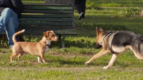 The behavior of dogs in the park Stock Footage 128524724