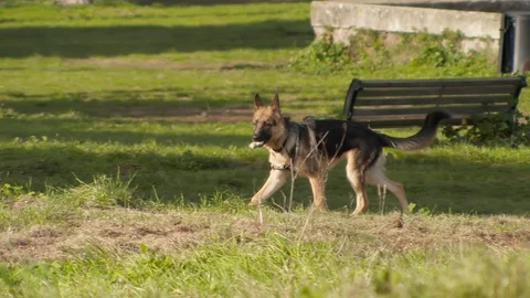 The behavior of dogs in the park Stock Footage 128524727