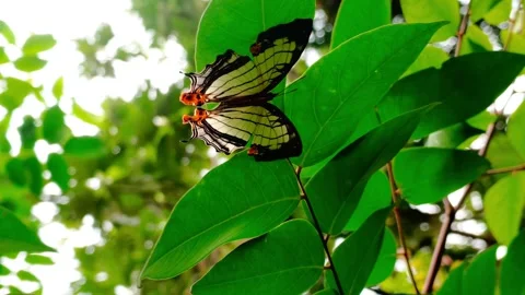 The Behavior of Female Lutea Mapwing Butterfly hiding in Canopy - Cyrestis .. Stock Footage 338225045