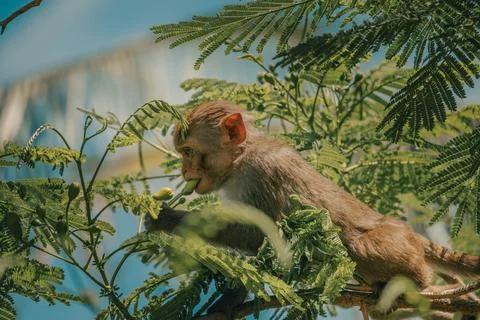 Behavior of macaques in the natural environment Stock Photos