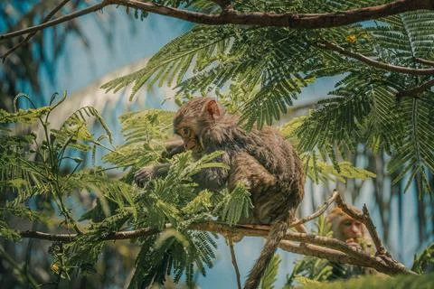 Behavior of macaques in the natural environment Foto stock
