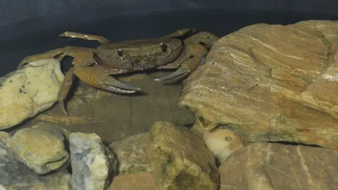 Behavior of mountain crab. Stock Footage 292807073